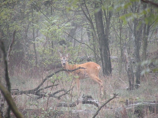 caprioli , riserva La Fagiana Parco del Ticino, lombardia